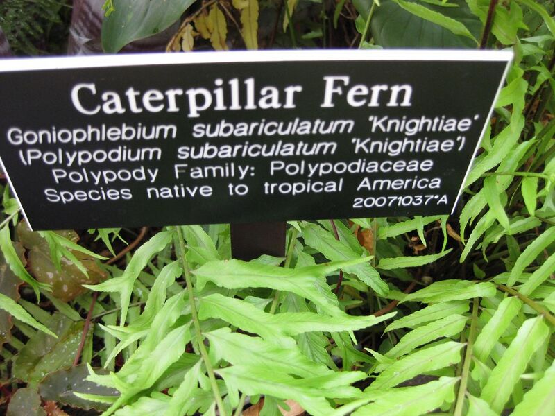 File:1280px-IMG 0895 bbg09.jpg