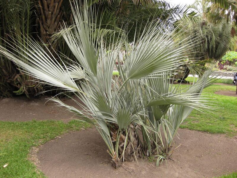 File:1280px-IMG 4026 hunt0904.jpg