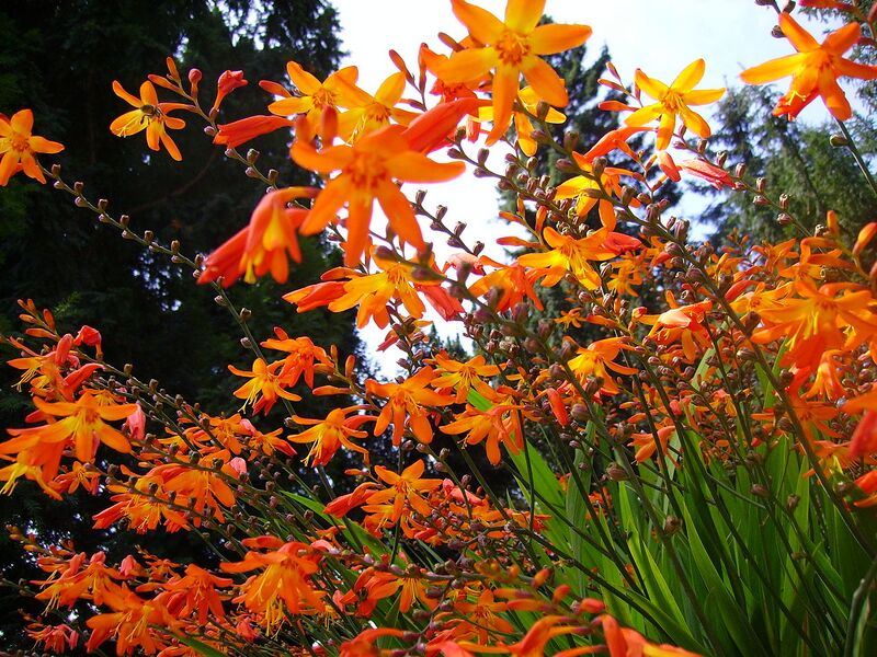 File:1280px-Tritonia crocata.JPG