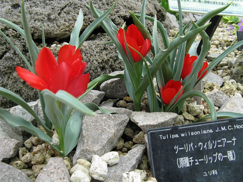 File:1280px-Tulipa wilsoniana1.jpg