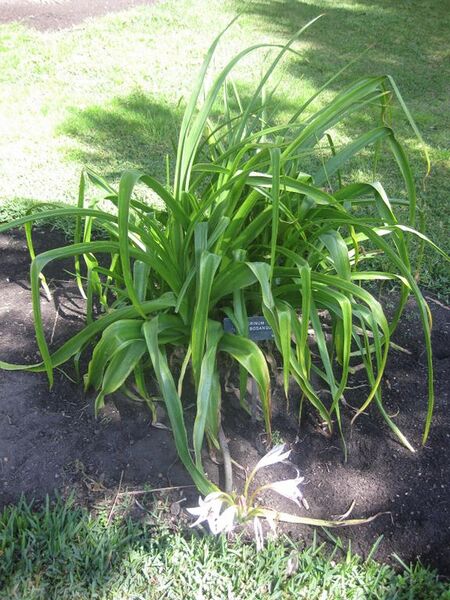 File:576px-IMG 2104 hunt0903.jpg