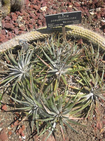 File:576px-IMG 2441 hunt0903.jpg