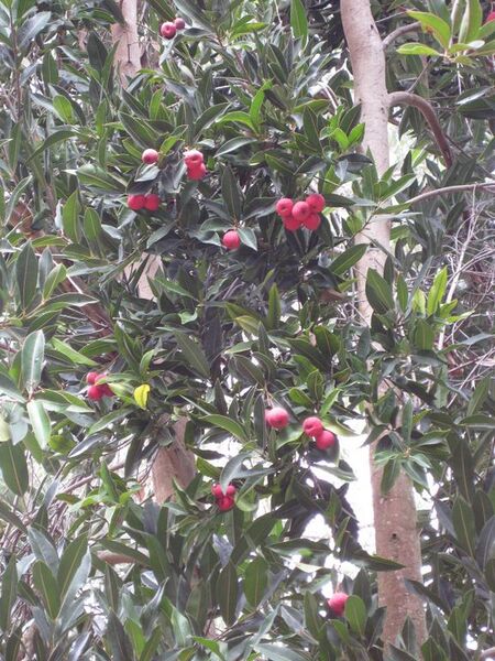 File:576px-IMG 4713 hunt0904.jpg