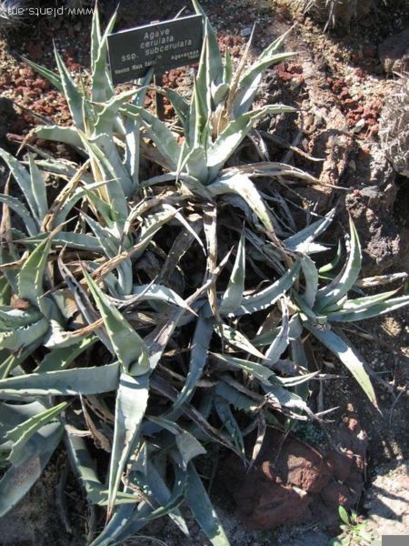 File:Agave cerulata-ssp. subcerulata-IMG 0457 hunt07.jpg
