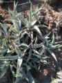 Agave cerulata ssp. subcerulata