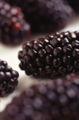 Black Butte Blackberry, a bramble fruit of aggregated drupelets.