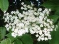 American Elder flowers