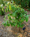 Sapling of C. florida 'Appalacian Spring'