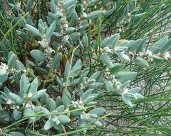 Polygonum maritimum, sea knotgrass