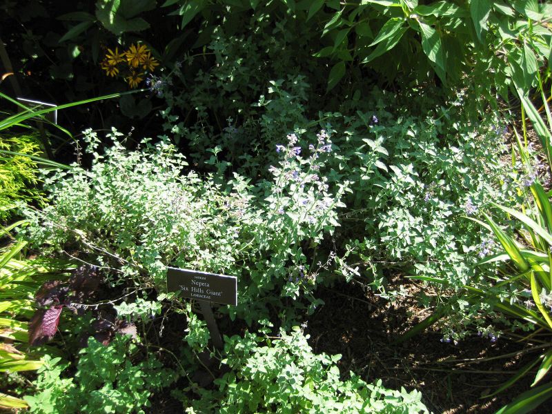 File:IMG 0145 nybg09.jpg
