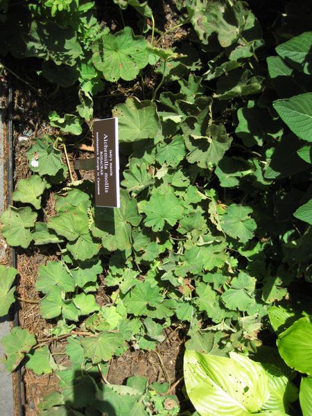 File:IMG 0190 nybg09.jpg