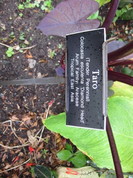 File:IMG 0854 bbg09.jpg