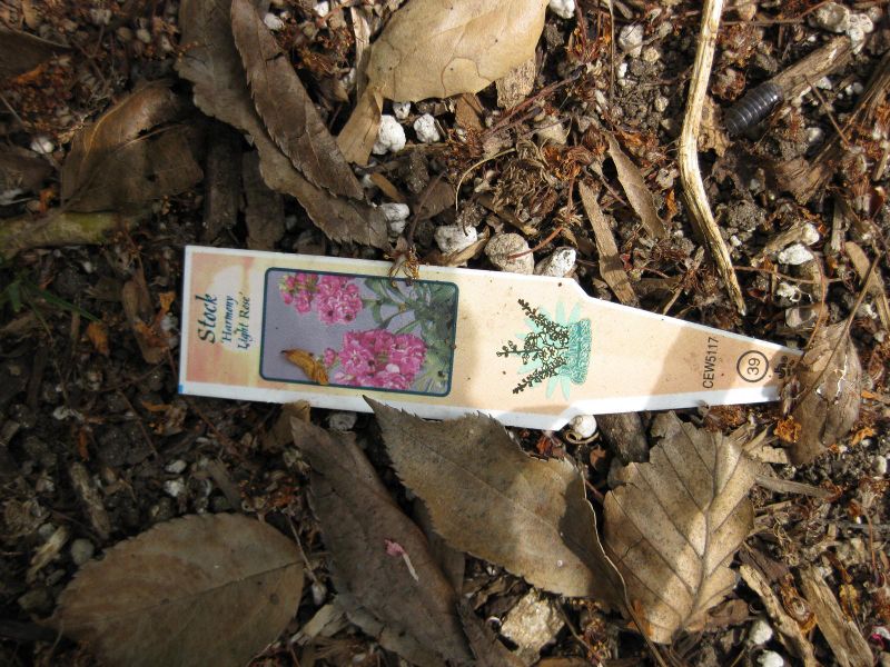 File:IMG 5175 hunt0904.jpg