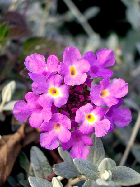File:Lantana montevidensis-3003.jpg
