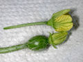 Thumbnail for version as of 15:42, 20 May 2007