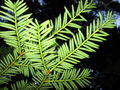 Thumbnail for version as of 11:30, 27 October 2007