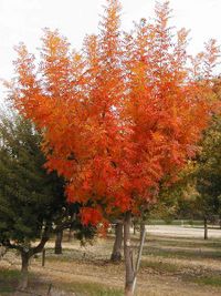 'Pistacia chinensis with autumn colour