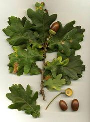 Foliage and acorns of Pedunculate oak (Quercus robur)
