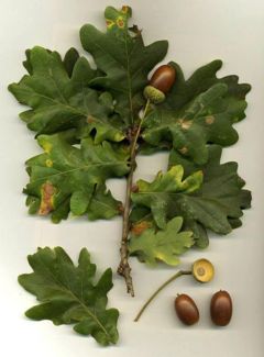 Leaves and acorns; note the long acorn stems