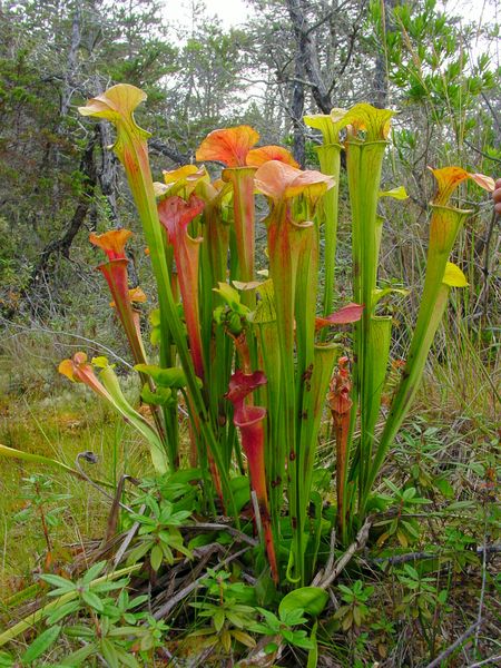 File:Sarracenia oreophila ne3.jpg