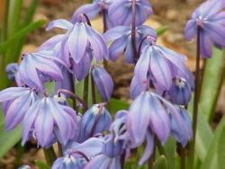 Siberian Squill (Scilla siberica)