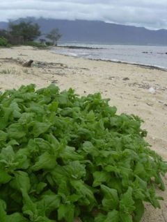 Tetragonia tetragonioides