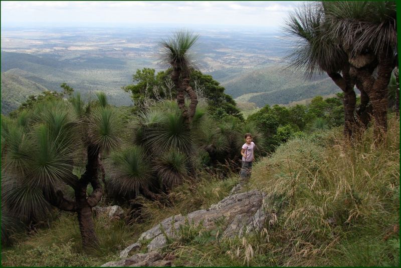 File:Xanthorrhoea glauca.jpg