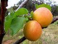 Thumbnail for version as of 15:13, 16 September 2007