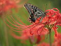 Thumbnail for version as of 19:29, 22 September 2008