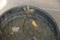 Thumbnail for version as of 22:51, 27 June 2011