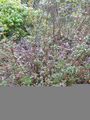 Thumbnail for version as of 05:07, 29 September 2008