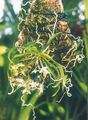 Thumbnail for version as of 15:08, 2 May 2007