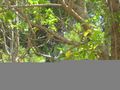 Thumbnail for version as of 23:02, 9 October 2008