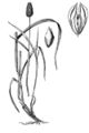Thumbnail for version as of 05:02, 8 July 2007