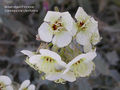Thumbnail for version as of 20:59, 9 October 2008