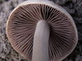 Thumbnail for version as of 10:14, 30 October 2007