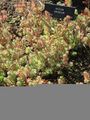 Thumbnail for version as of 19:45, 7 October 2008