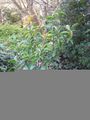 Thumbnail for version as of 05:07, 29 September 2008