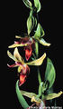 Thumbnail for version as of 13:25, 5 July 2007