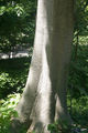 Thumbnail for version as of 16:07, 7 November 2007