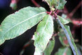 Thumbnail for version as of 08:39, 14 November 2007
