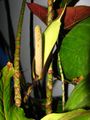 Thumbnail for version as of 04:25, 15 April 2010