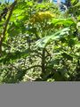 Thumbnail for version as of 00:33, 3 October 2008