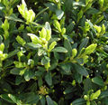 Thumbnail for version as of 10:35, 12 June 2007