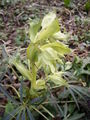Thumbnail for version as of 13:32, 14 April 2007