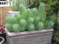 Thumbnail for version as of 06:28, 22 December 2009