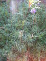 Thumbnail for version as of 17:25, 24 February 2008