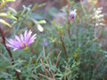Thumbnail for version as of 17:25, 24 February 2008