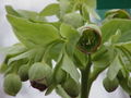 Thumbnail for version as of 13:34, 14 April 2007