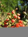 Thumbnail for version as of 05:07, 29 September 2008